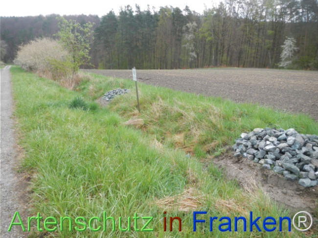 © Artenschutz in Franken® Bild zum Eintrag (1120805-160)