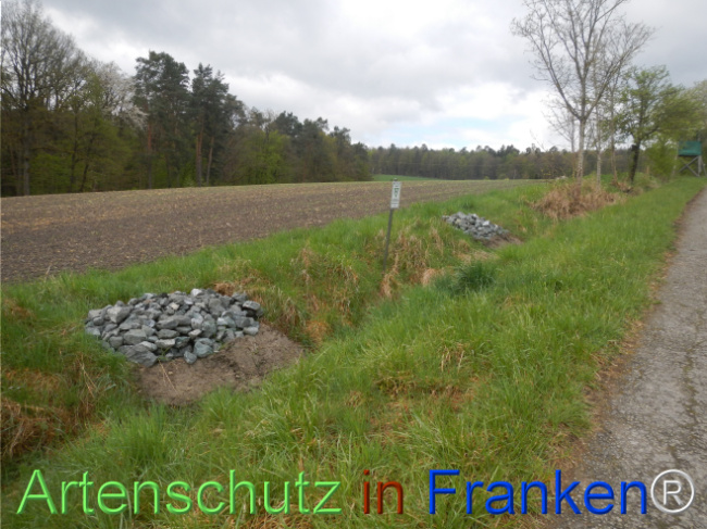 © Artenschutz in Franken® Bild zum Eintrag (1120806-160)