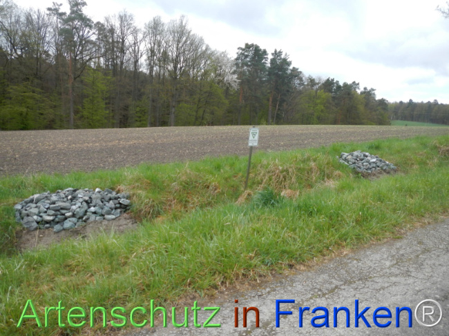 © Artenschutz in Franken® Bild zum Eintrag (1120807-160)