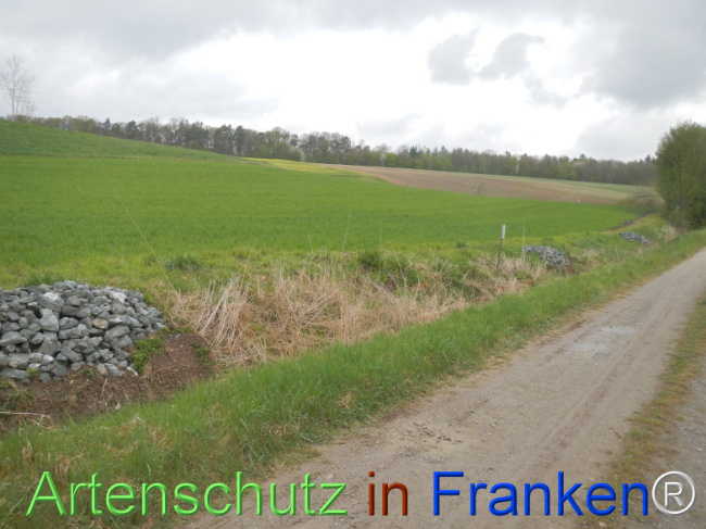 © Artenschutz in Franken® Bild zum Eintrag (1120810-160)