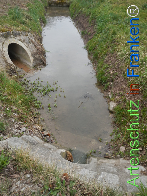 © Artenschutz in Franken® Bild zum Eintrag (1120927-160)