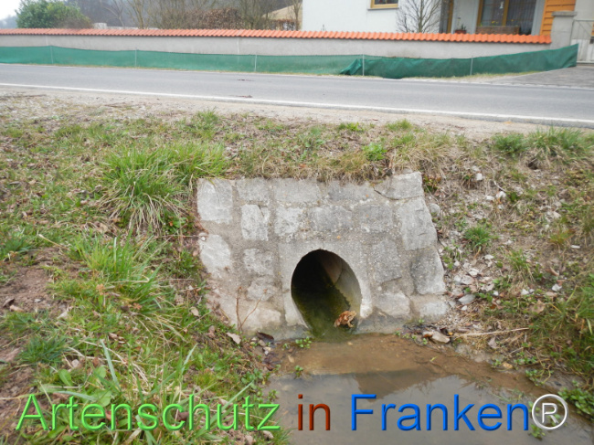© Artenschutz in Franken® Bild zum Eintrag (1120928-160)
