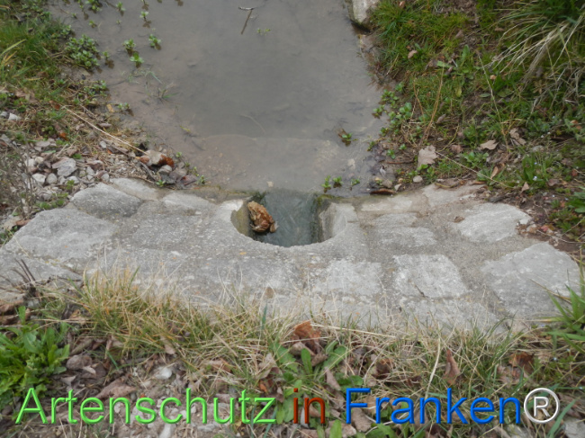 © Artenschutz in Franken® Bild zum Eintrag (1120929-160)