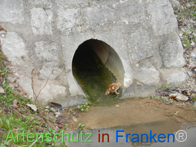 © Artenschutz in Franken® Bild zum Eintrag (1120930-160)