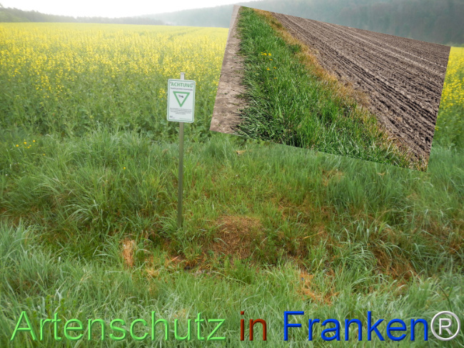 © Artenschutz in Franken® Bild zum Eintrag (1121000-160)