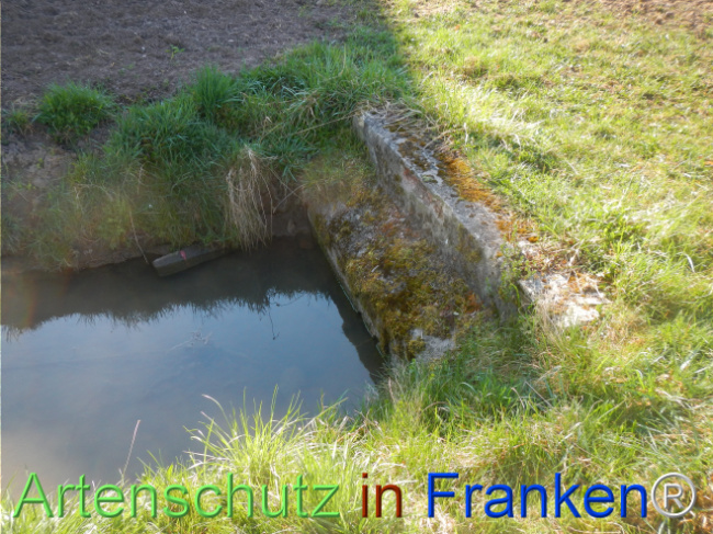 © Artenschutz in Franken® Bild zum Eintrag (1121051-160)