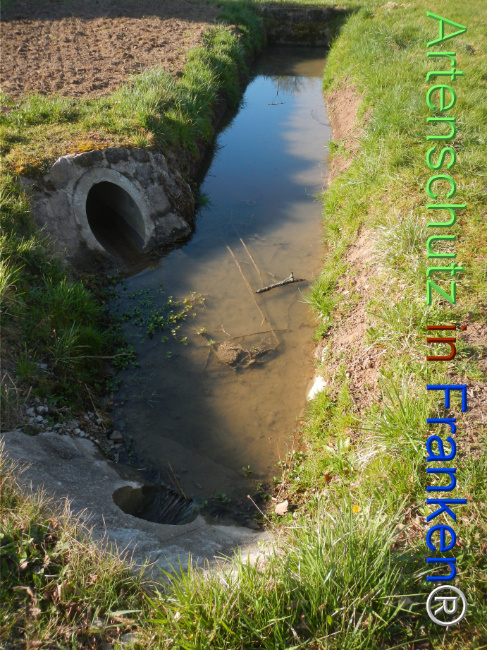 © Artenschutz in Franken® Bild zum Eintrag (1121052-160)