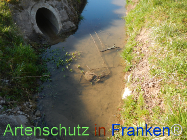 © Artenschutz in Franken® Bild zum Eintrag (1121053-160)