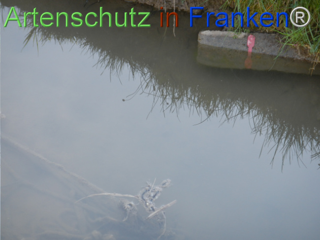 © Artenschutz in Franken® Bild zum Eintrag (1121055-160)