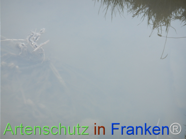 © Artenschutz in Franken® Bild zum Eintrag (1121056-160)