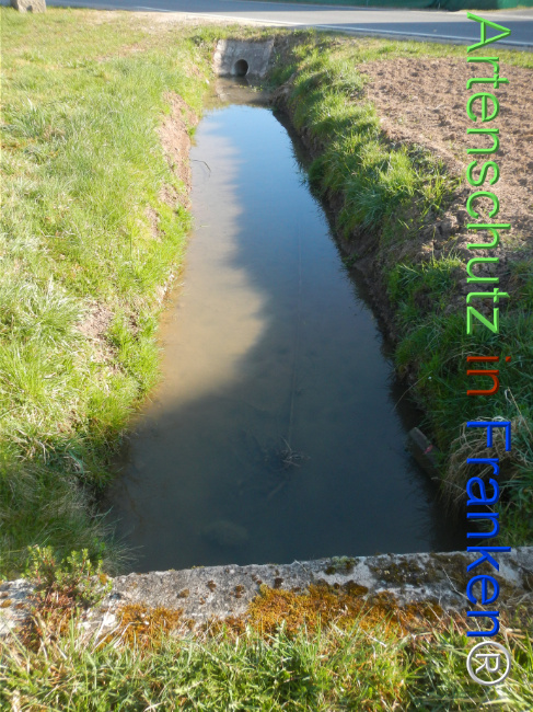 © Artenschutz in Franken® Bild zum Eintrag (1121057-160)