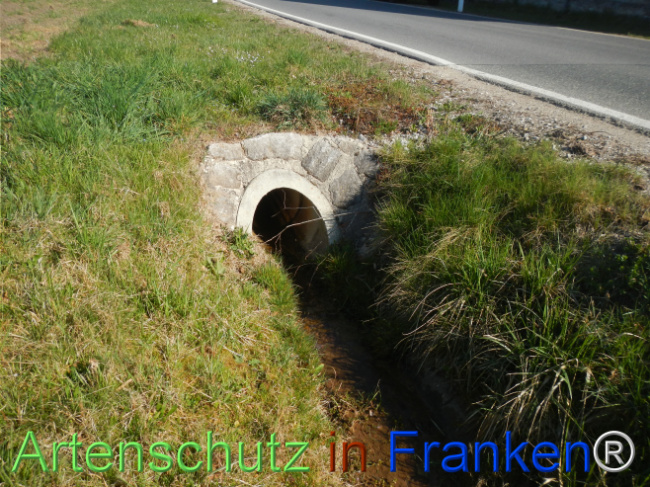© Artenschutz in Franken® Bild zum Eintrag (1121060-160)