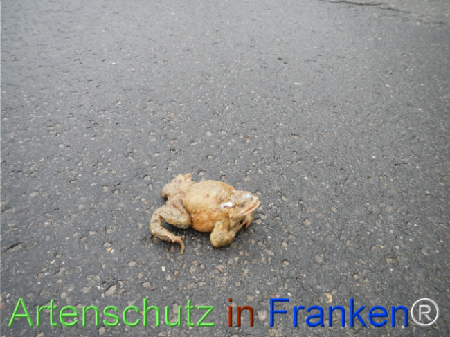 © Artenschutz in Franken® Bild zum Eintrag (1121063-160)