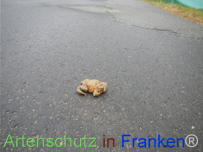 © Artenschutz in Franken® Bild zum Eintrag (1121064-160)