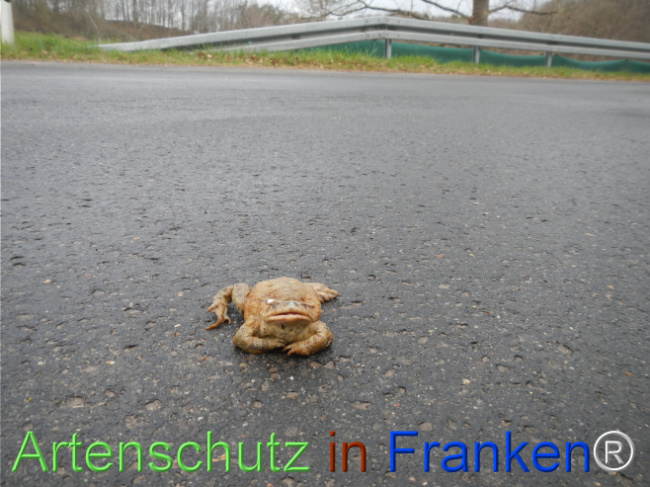 © Artenschutz in Franken® Bild zum Eintrag (1121065-160)