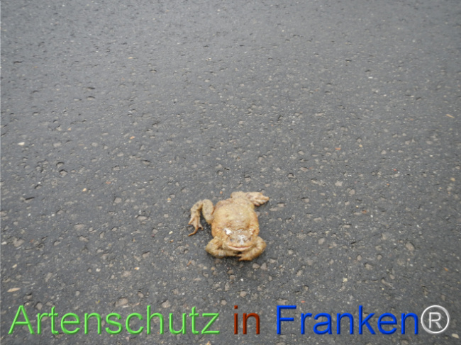 © Artenschutz in Franken® Bild zum Eintrag (1121066-160)