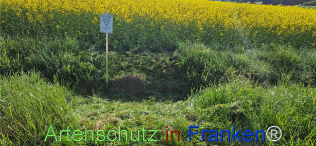 © Artenschutz in Franken® Bild zum Eintrag (1121203-160)