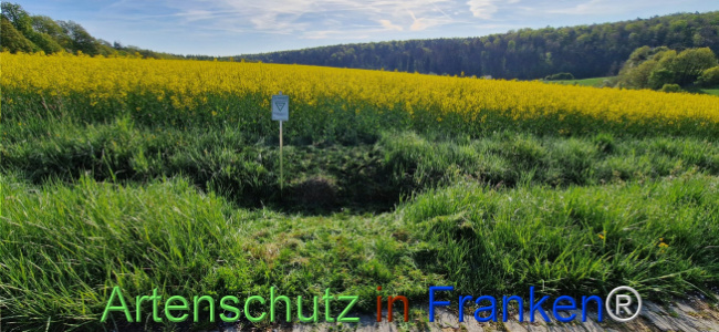 © Artenschutz in Franken® Bild zum Eintrag (1121209-160)