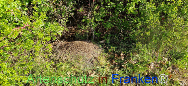 © Artenschutz in Franken® Bild zum Eintrag (1121211-160)