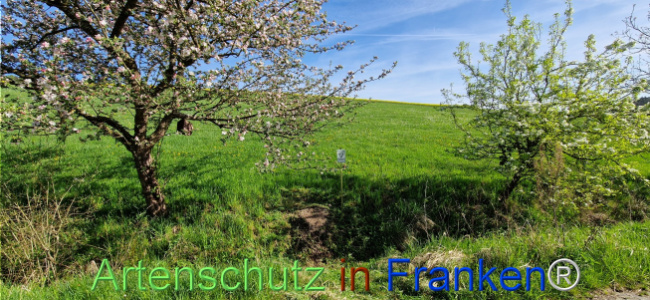 © Artenschutz in Franken® Bild zum Eintrag (1121213-160)