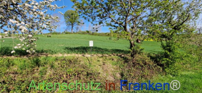 © Artenschutz in Franken® Bild zum Eintrag (1121215-160)