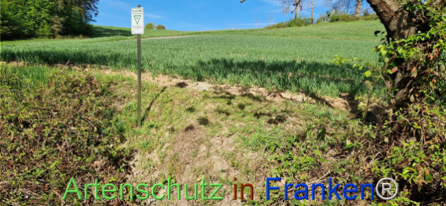 © Artenschutz in Franken® Bild zum Eintrag (1121216-160)