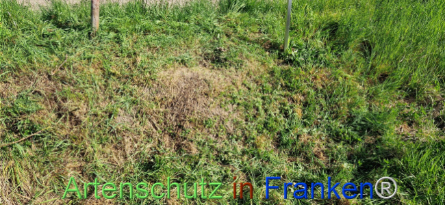 © Artenschutz in Franken® Bild zum Eintrag (1121218-160)