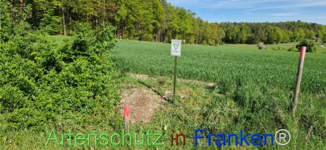 © Artenschutz in Franken® Bild zum Eintrag (1121219-160)