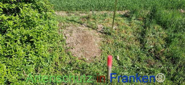 © Artenschutz in Franken® Bild zum Eintrag (1121220-160)