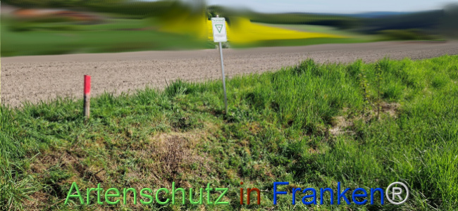 © Artenschutz in Franken® Bild zum Eintrag (1121221-160)