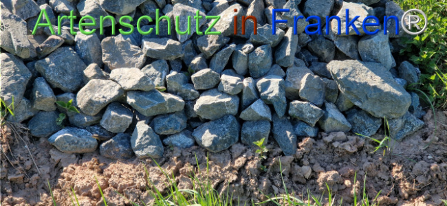 © Artenschutz in Franken® Bild zum Eintrag (1121291-160)