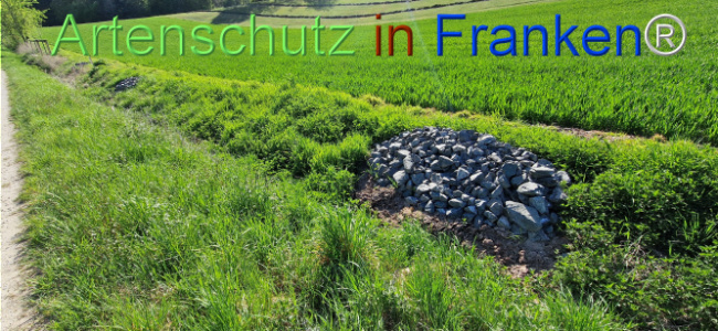 © Artenschutz in Franken® Bild zum Eintrag (1121292-160)