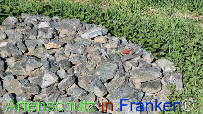 © Artenschutz in Franken® Bild zum Eintrag (1121329-160)