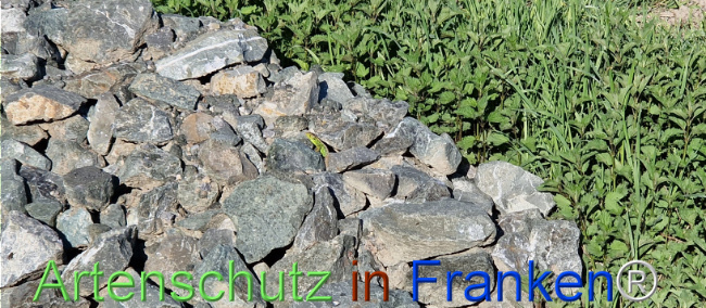© Artenschutz in Franken® Bild zum Eintrag (1121331-160)