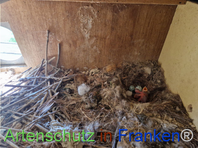 © Artenschutz in Franken® Bild zum Eintrag (1121373-160)