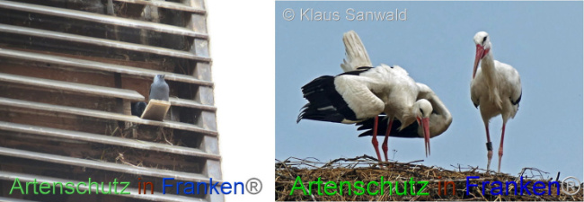 © Artenschutz in Franken® Bild zum Eintrag (1121374-160)