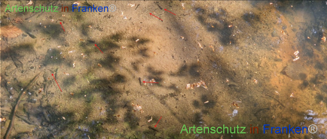 © Artenschutz in Franken® Bild zum Eintrag (1121406-160)