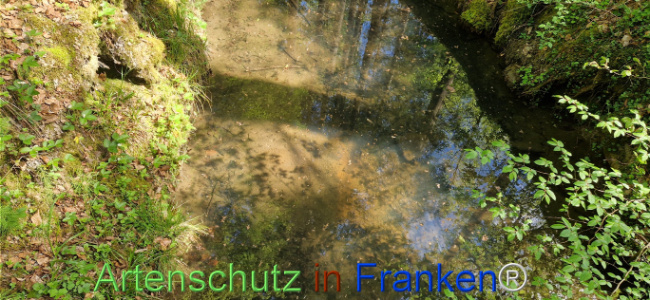 © Artenschutz in Franken® Bild zum Eintrag (1121407-160)