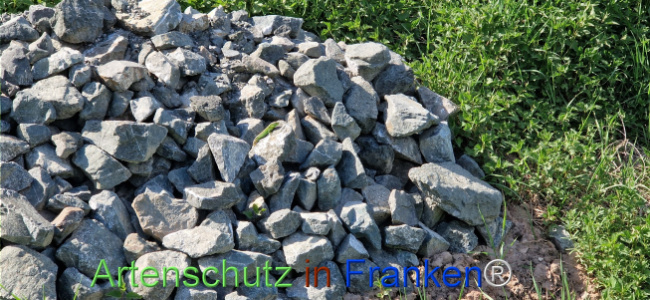 © Artenschutz in Franken® Bild zum Eintrag (1121412-160)