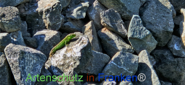 © Artenschutz in Franken® Bild zum Eintrag (1121413-160)