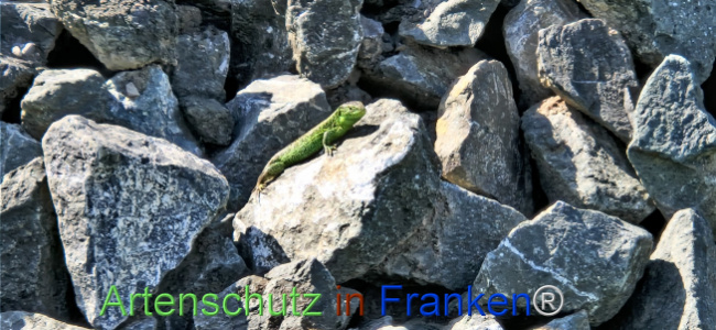 © Artenschutz in Franken® Bild zum Eintrag (1121414-160)