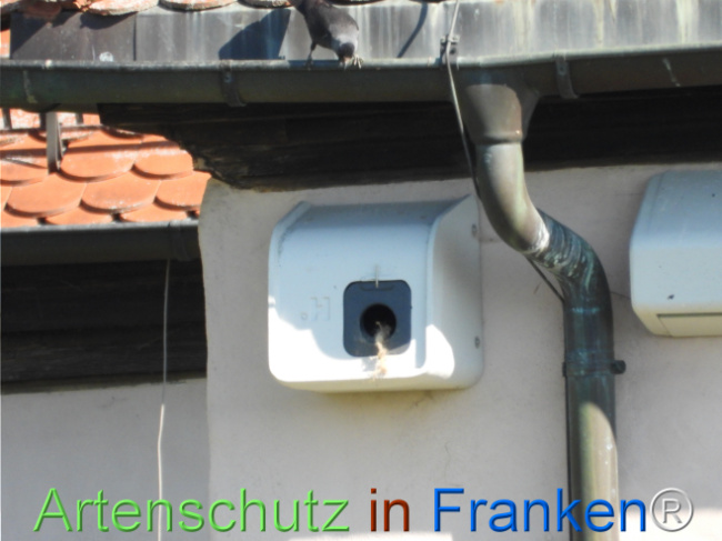 © Artenschutz in Franken® Bild zum Eintrag (1121436-160)