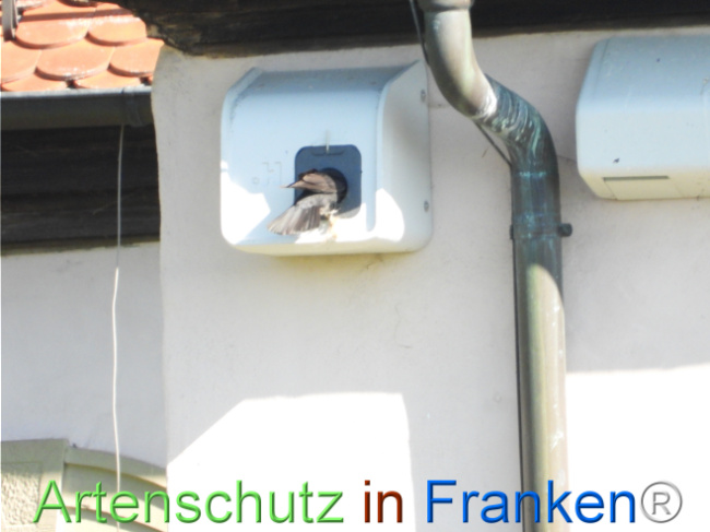 © Artenschutz in Franken® Bild zum Eintrag (1121437-160)