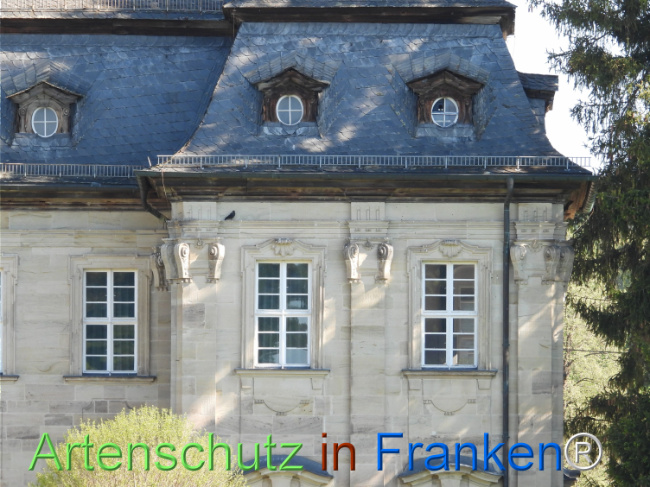 © Artenschutz in Franken® Bild zum Eintrag (1121441-160)