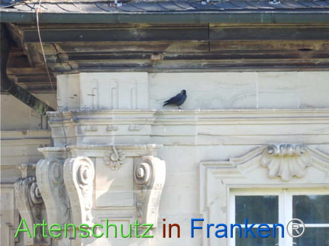 © Artenschutz in Franken® Bild zum Eintrag (1121442-160)