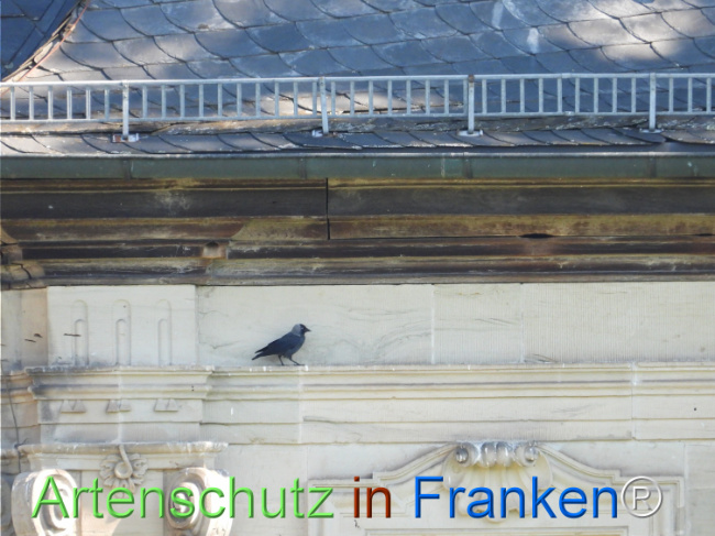 © Artenschutz in Franken® Bild zum Eintrag (1121443-160)