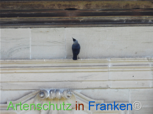 © Artenschutz in Franken® Bild zum Eintrag (1121445-160)