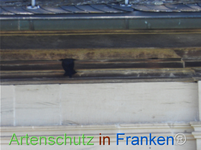 © Artenschutz in Franken® Bild zum Eintrag (1121446-160)