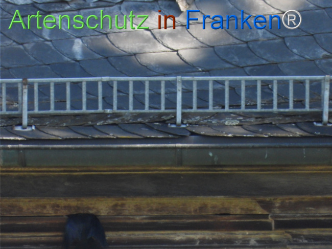 © Artenschutz in Franken® Bild zum Eintrag (1121447-160)