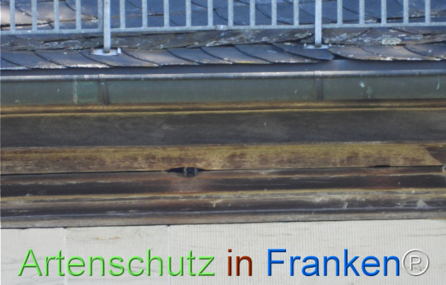© Artenschutz in Franken® Bild zum Eintrag (1121448-160)